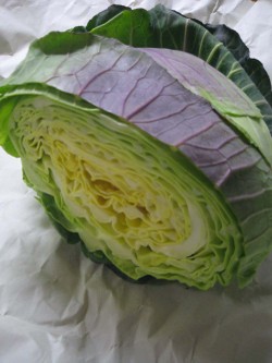 Cabbage5